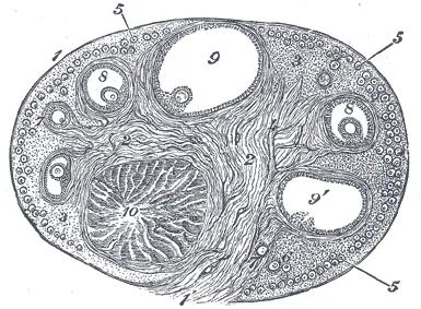 Section of the ovary. (After Schrön.) 1. Outer covering. 1’. Attached border. 2. Central stroma. 3. Peripheral stroma. 4. Bloodvessels. 5. Vesicular follicles in their earliest stage. 6, 7, 8. More advanced follicles. 9.