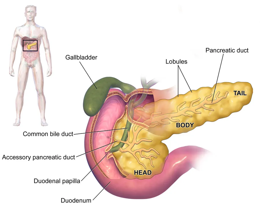 The Pancreas.
