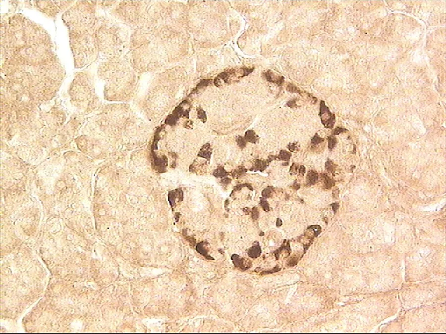 Streptavidin-biotin immunohistochemical technique, antibody to glucagon Generated in Laboratory of nervous system development, FSBI Human Morphology SRI RAMS, Moscow