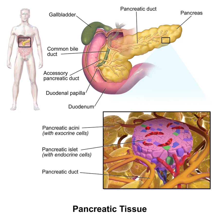 Pancreatic Tissue.