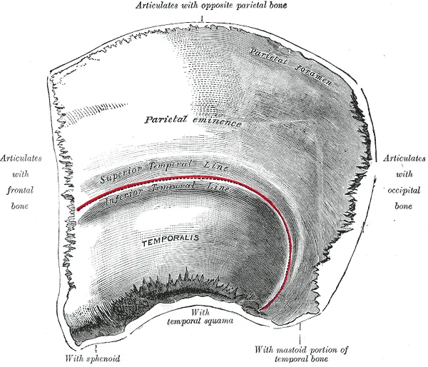 Left parietal bone. Outer surface.