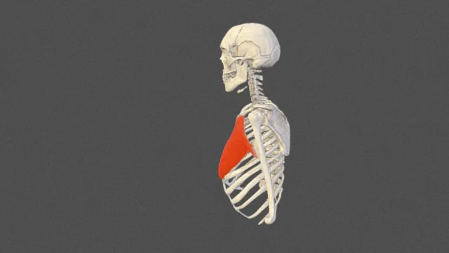 You can see this model in 3d on this page: https://sketchfab.com/3d-models/pectoralis-major-bcd40518975041d0a019824bc7d8784c