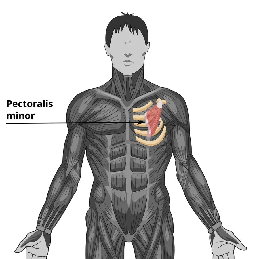English Pectoralis Minor Muscle Français Muscle petit pectoral