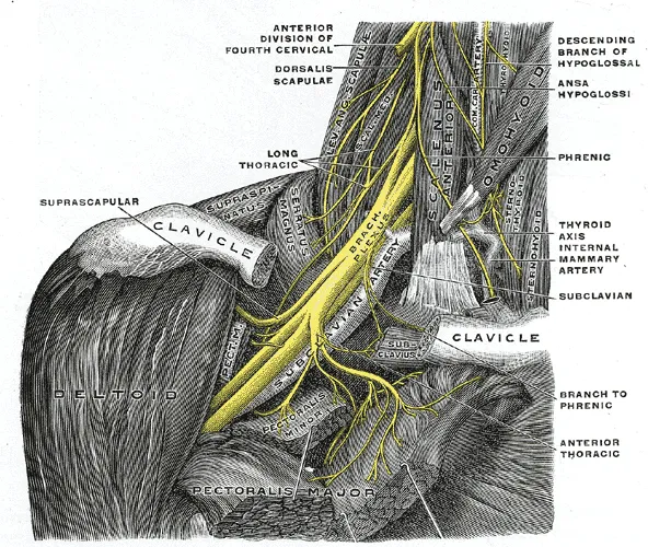 The right brachial plexus with its short branches, viewed from in front. The sternomastoid and trapezius muscles have been completely removed, the omohyoid and subclavius have been partially removed; a piece has been saw