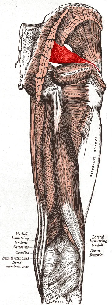Muscles of the gluteal and posterior femoral regions with current muscle highlighted