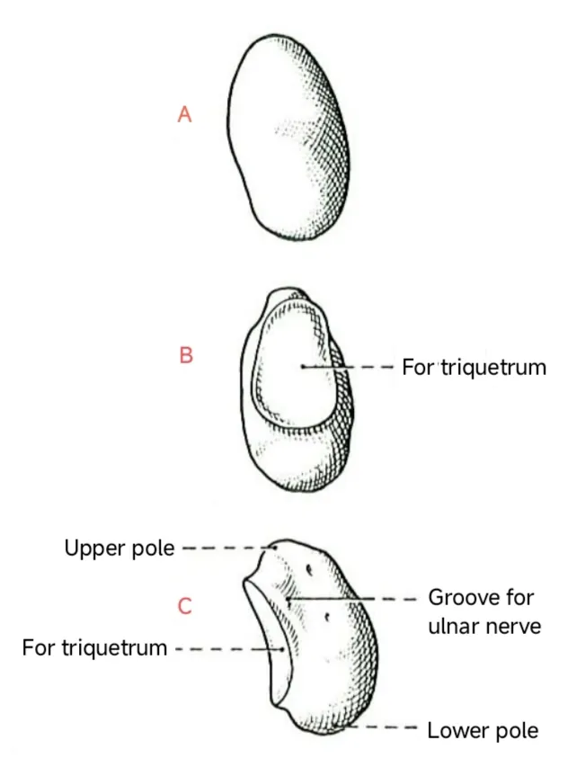 Anatomical drawing depicting three aspects of the pisiform bone of the right hand.