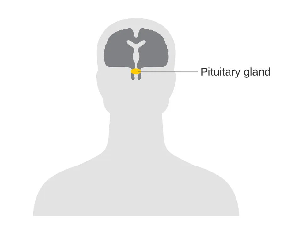 Diagram showing the position of the pituitary gland in the brain
