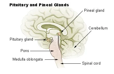 Pituitary gland