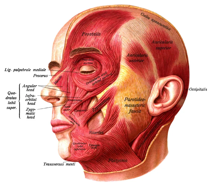 The superficial layer of the facial muscles and the neighboring muscles of the neck seen from the side and slightly from in front.