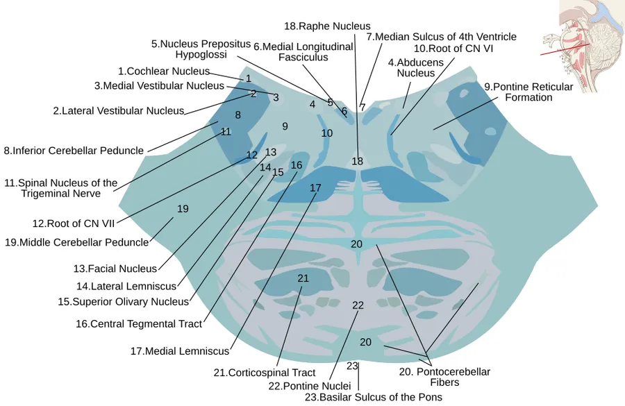 Diagram of a cross-section taken horizontally through the lower part of the pons of a human brainstem and stained with the Kluver-Barrera method. Due to the staining method, white matter (axons) appears blue and gray mat