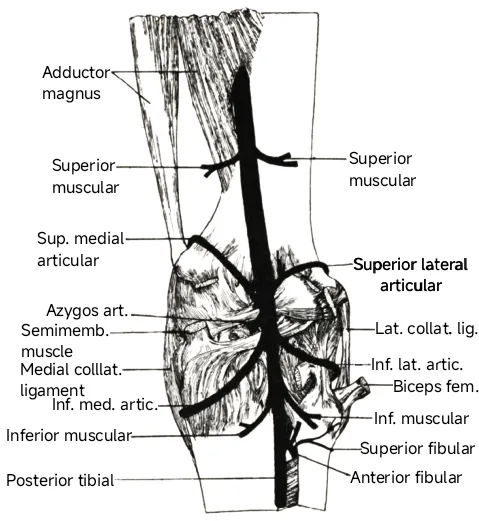 Anatomical cartoon of the right-sided popliteal artery, its branches, and surrounding anatomy; posterior view.