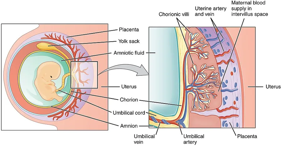Illustration from Anatomy & Physiology, Connexions Web site. https://cnx.org/content/col11496/1.6/, Jun 19, 2013.