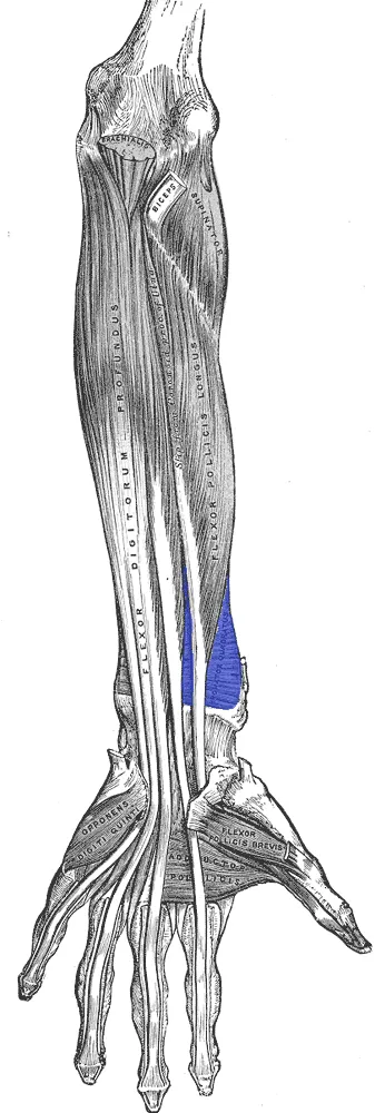 This file is in the public domain because it is a mere mechanical scan or photocopy of a public domain original, or – from the available evidence – is so similar to such a scan or photocopy that no copyright protection c