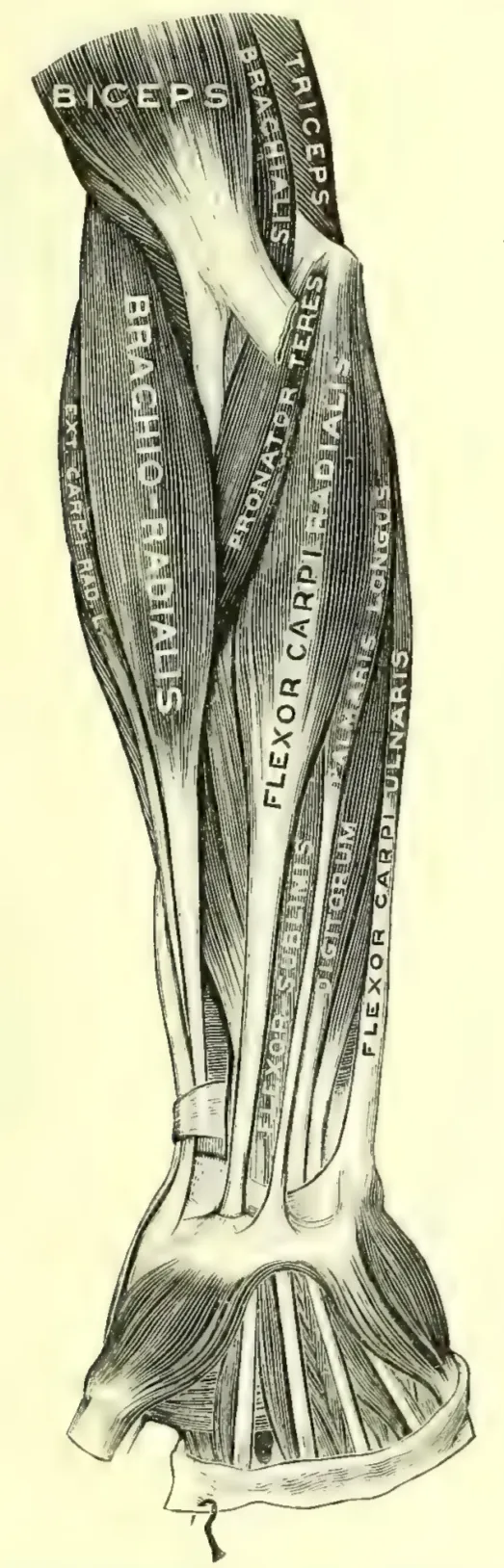 Anatomical cartoon depicting the superficial muscles of front of right forearm.