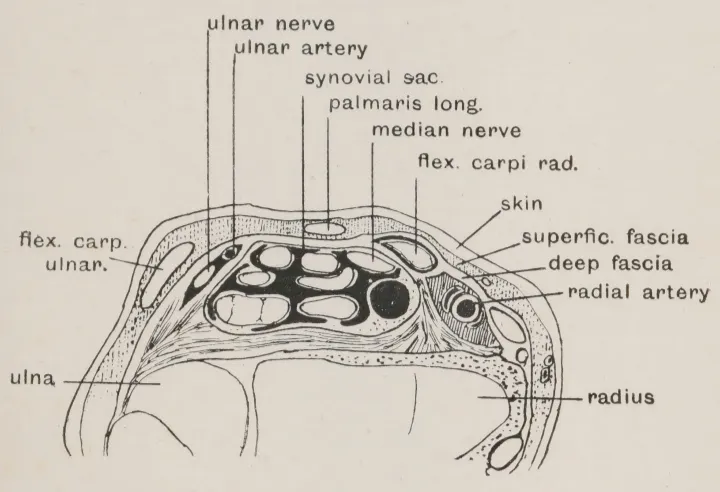 Radial artery crossing the gouttière du pouls.