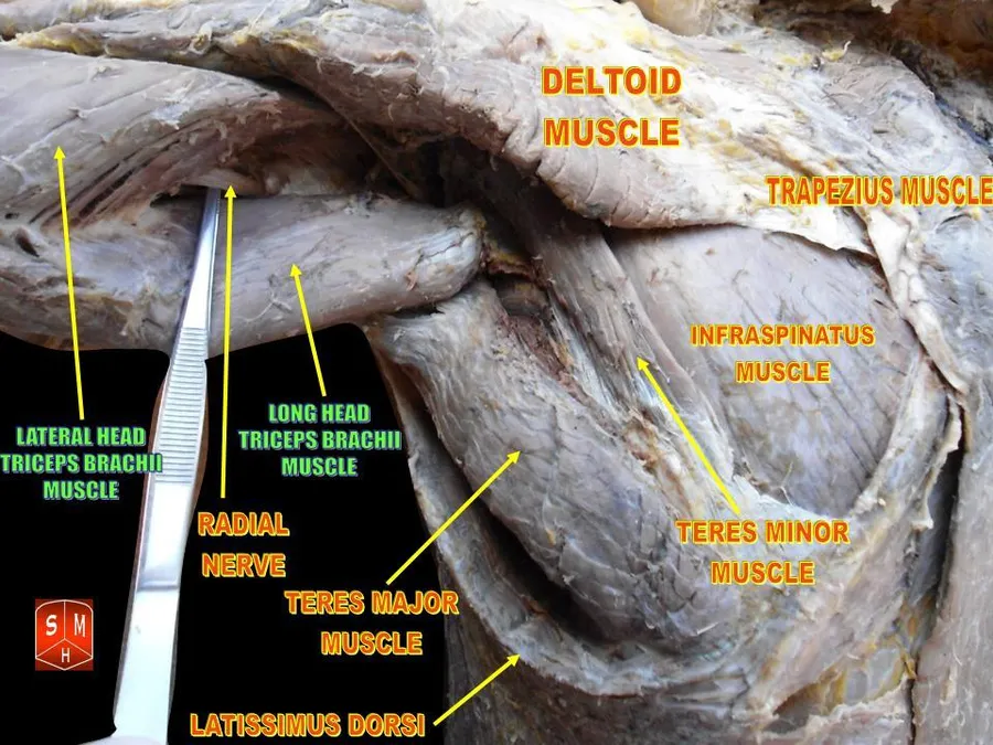 Anatomical dissections