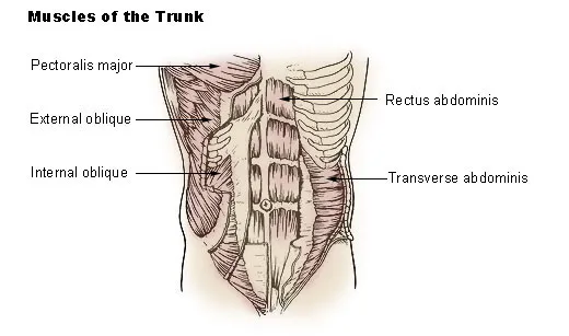 Rectus abdominis muscle