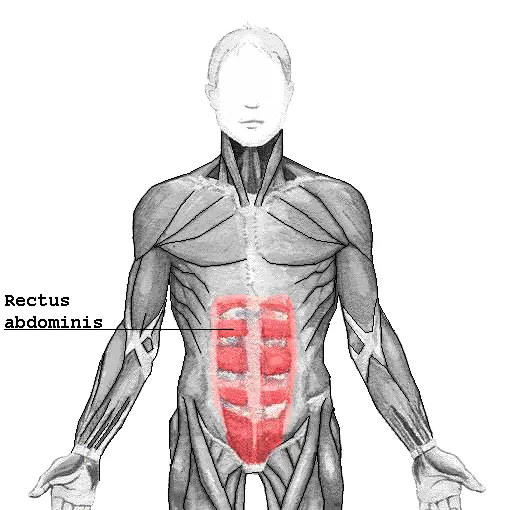 Rectus abdominis muscle