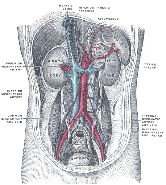 Posterior abdominal wall, after removal of the peritoneum, showing kidneys, suprarenal capsules, and great vessels. (Corning).