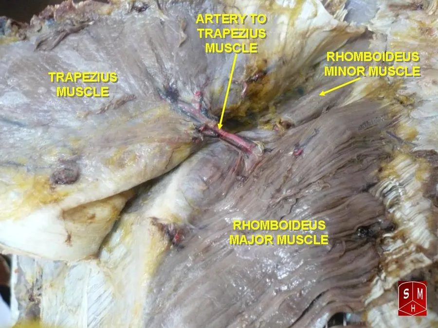 Rhomboideus major muscle
