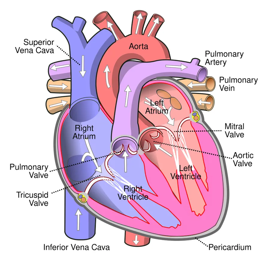 Diagram of the human heart