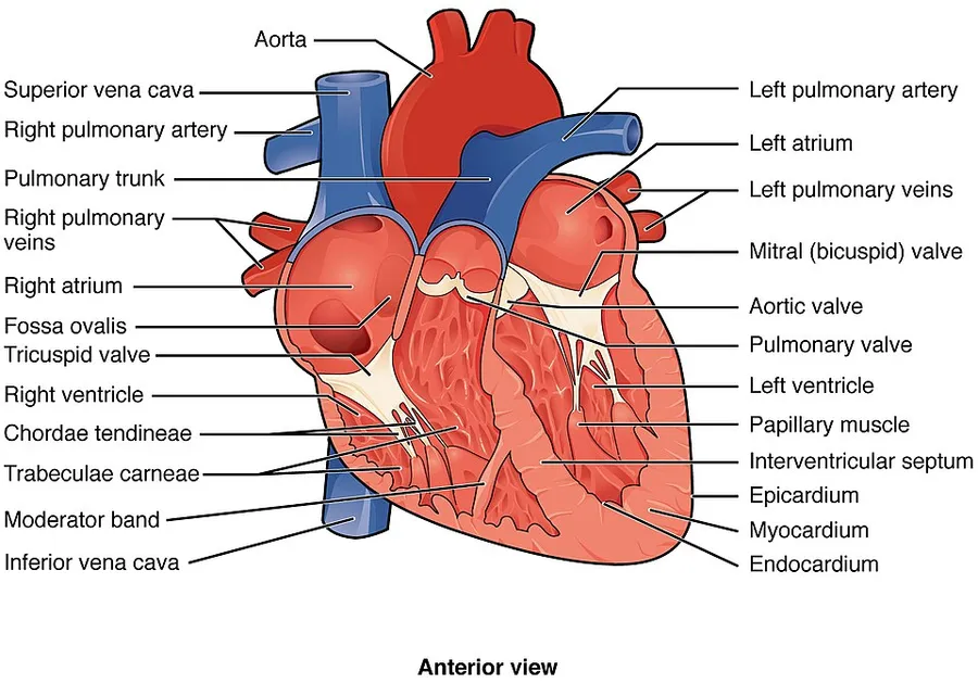 Illustration from Anatomy & Physiology, Connexions Web site. https://cnx.org/content/col11496/1.6/, Jun 19, 2013.