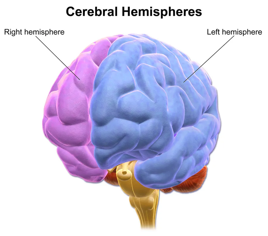 Cerebral Hemispheres.