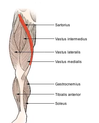 Sartorius muscle