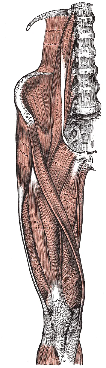 Sartorius muscle