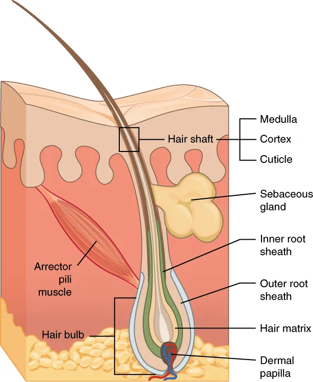 Illustration from Anatomy & Physiology, Connexions Web site. https://cnx.org/content/col11496/1.6/, Jun 19, 2013.
