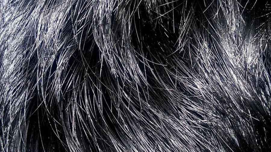 Black Hair.