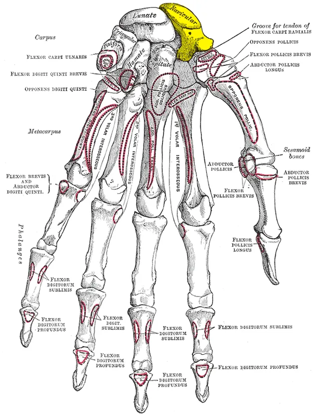 Scaphoid bone (shown in yellow).