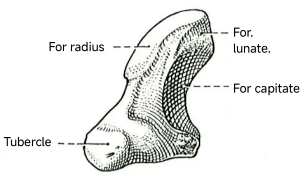 Anatomical drawing depicting the anterior aspect of the right-sided scaphoid bone.