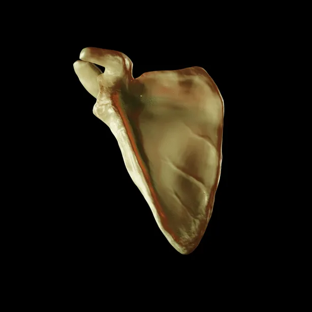 3d Rendered image of scapula using computer generated imagery. Shows the acromion, coracoid process, glenoid fossa, supra-scapular fossa, infra-scapular fossa, spine, the borders and the angles of the scapula. The turn t
