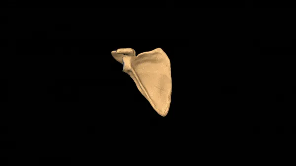Scapula has three borders and two basic surfaces. The three borders are: Medial, Lateral and Superior borders. The two surfaces are the anterior or the costal surface and the posterior or the dorsal surface. Important st