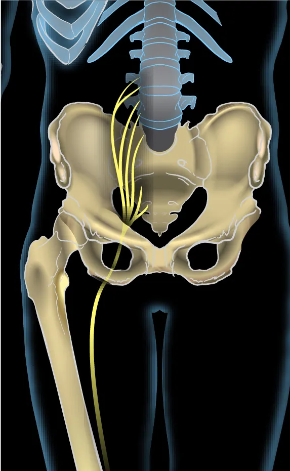 Sciatic nerve, anterior view