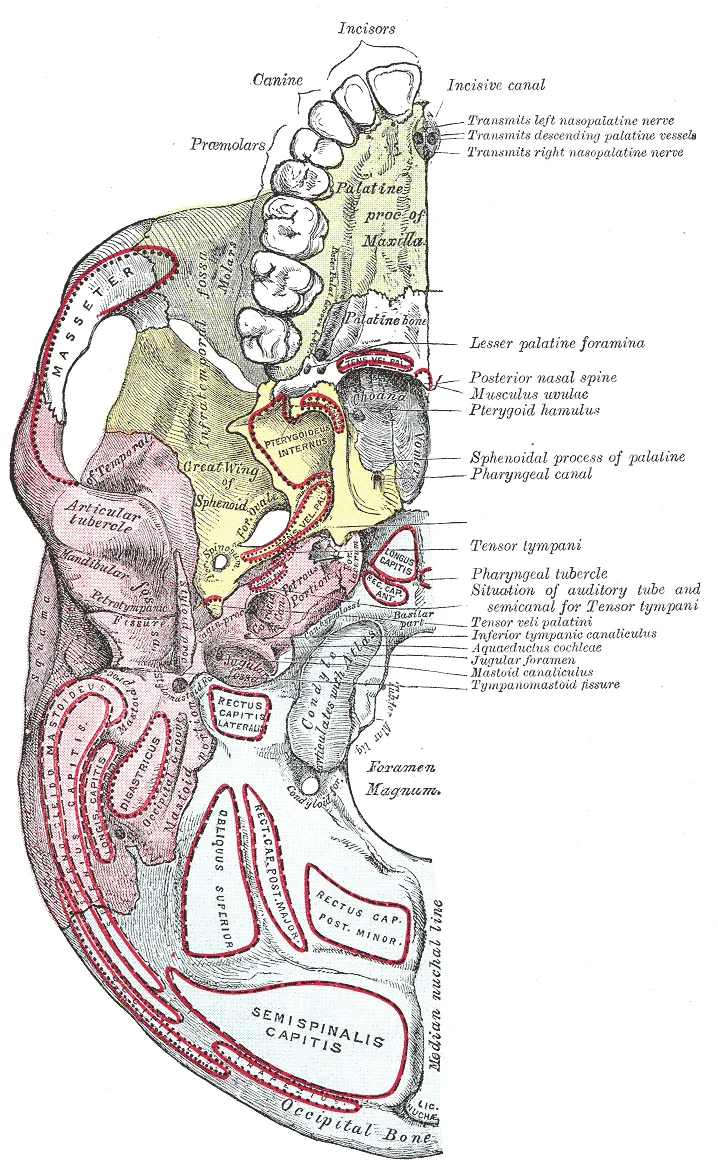 Base of the Human skull. External surface.