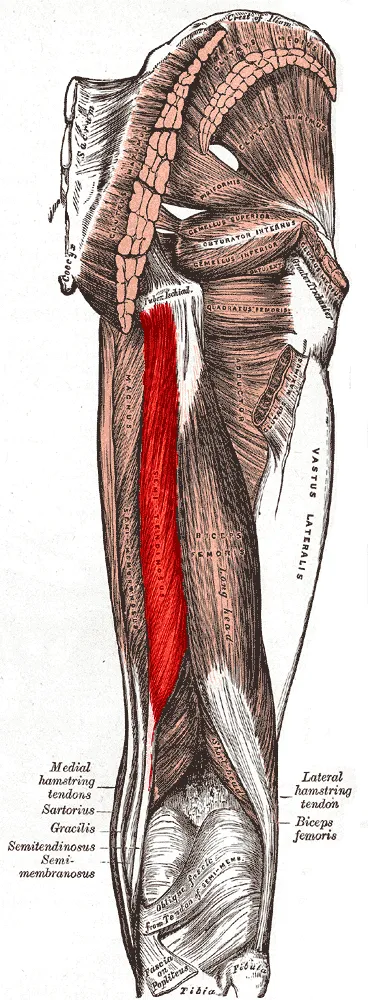 Muscles of the gluteal and posterior femoral regions with current muscle highlighted