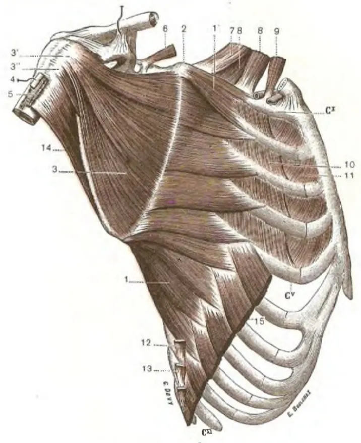 Anatomical cartoon depicting tte right-sided serratus magnus muscle and surrounding structures; lateral view.