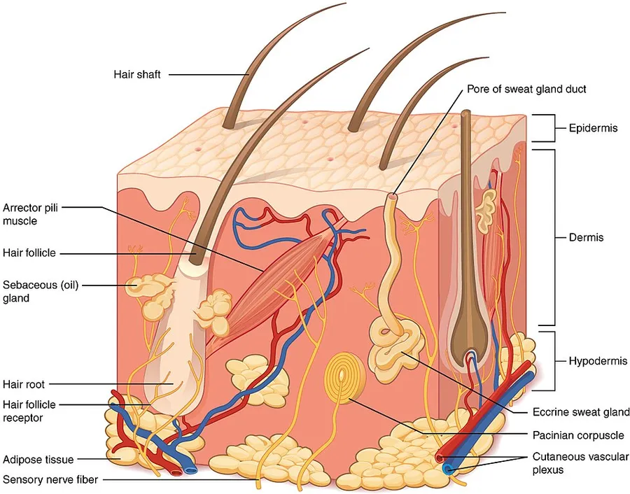 The skin is composed of two main layers: the epidermis, made of closely packed epithelial cells, and the dermis, made of dense, irregular connective tissue that houses blood vessels, hair follicles, sweat glands, and oth