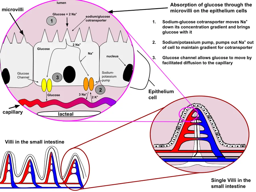 This image represents the process of absorption of glucose in the small intestine. It zooms into the multiple villi on the small intestine and then continues to zoom into ta single epithelium cell where the process occur