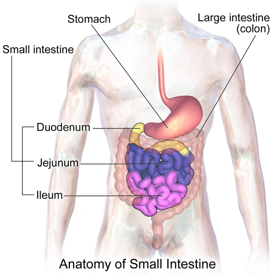 Small Intestine.