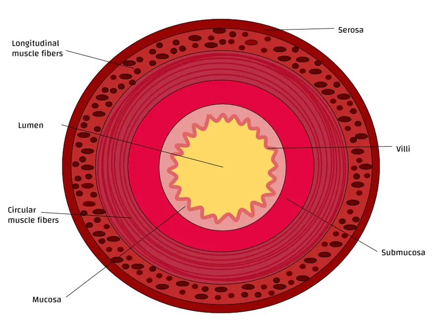 This is a cross-section of a small intestine showing the layers, from the serosa into the lumen.