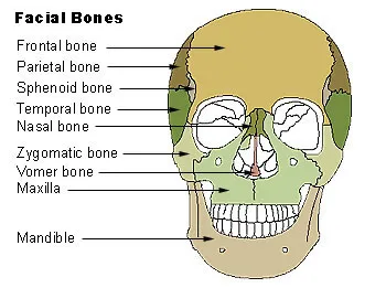 Bones of the skull