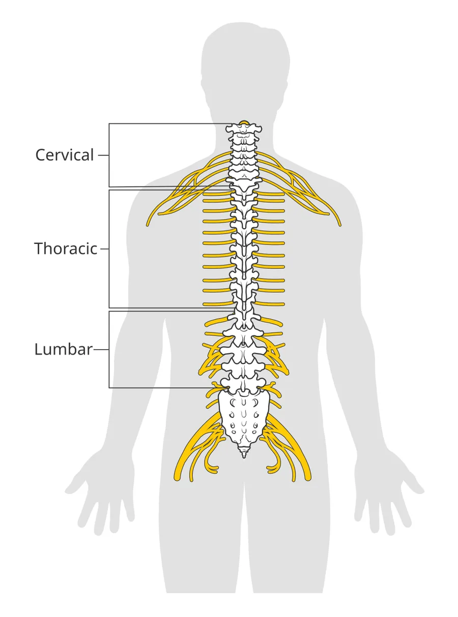 Diagram of the spinal cord.