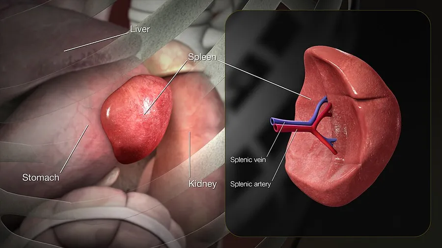 3D medical animation still showing structure of as well as location of the spleen in human body.