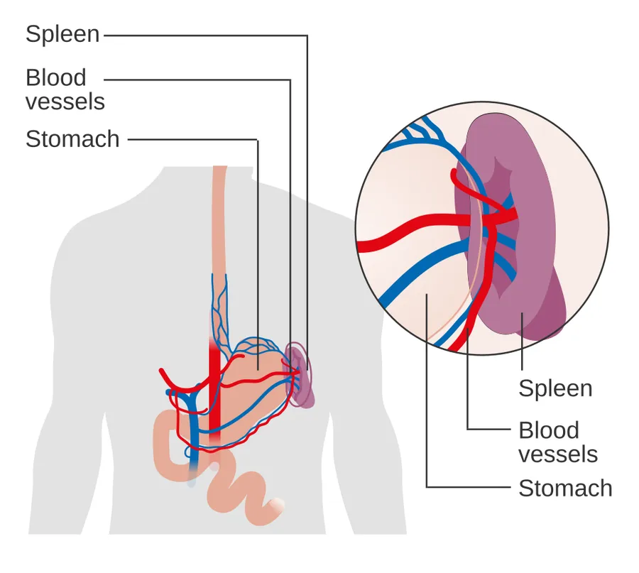 Diagram showing the position of the spleen