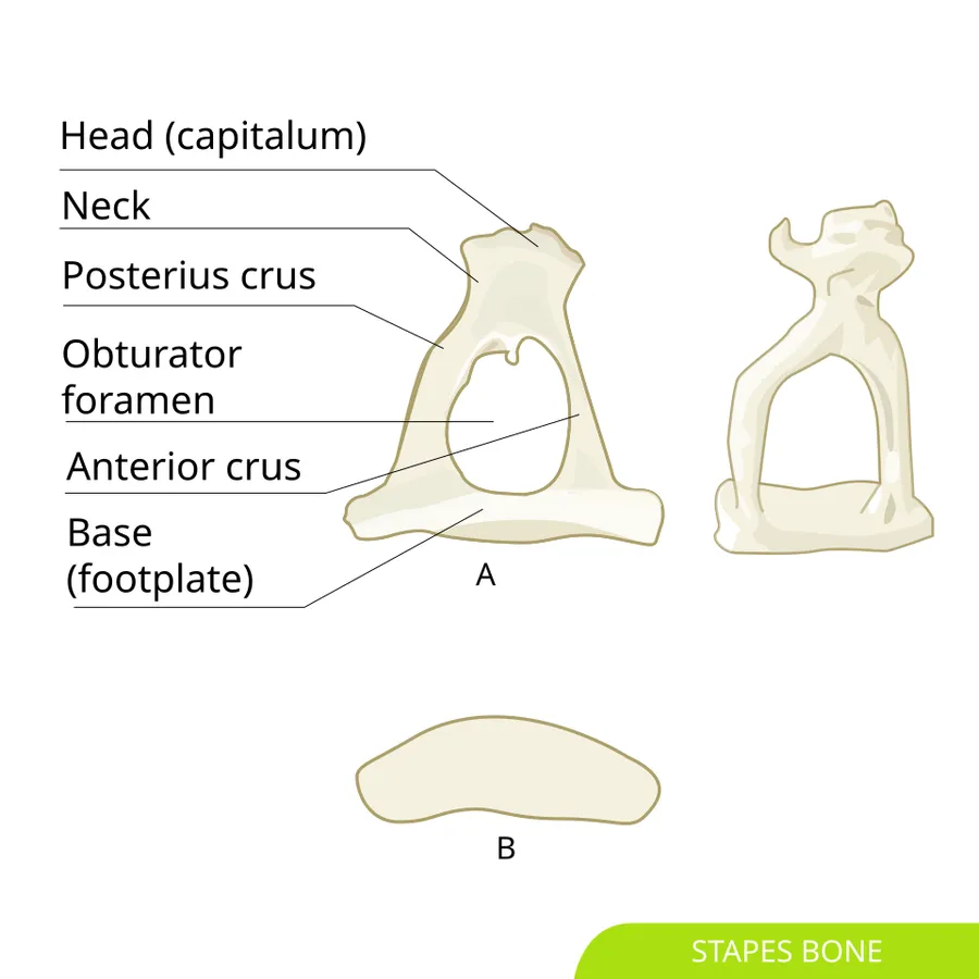 Stapes bone