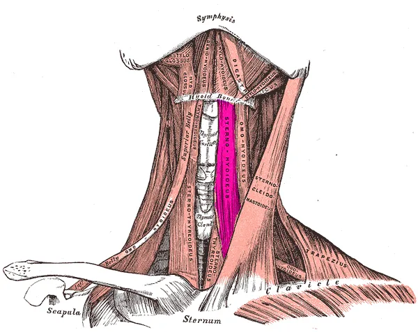 Sternohyoid muscle drawing from Grays' Anatomy
