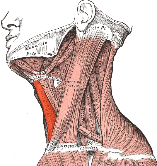 Sternohyoideus muscle